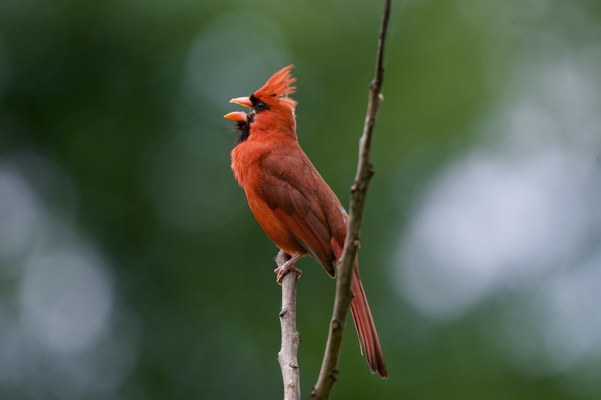 Cardinal rouge - ML575394701