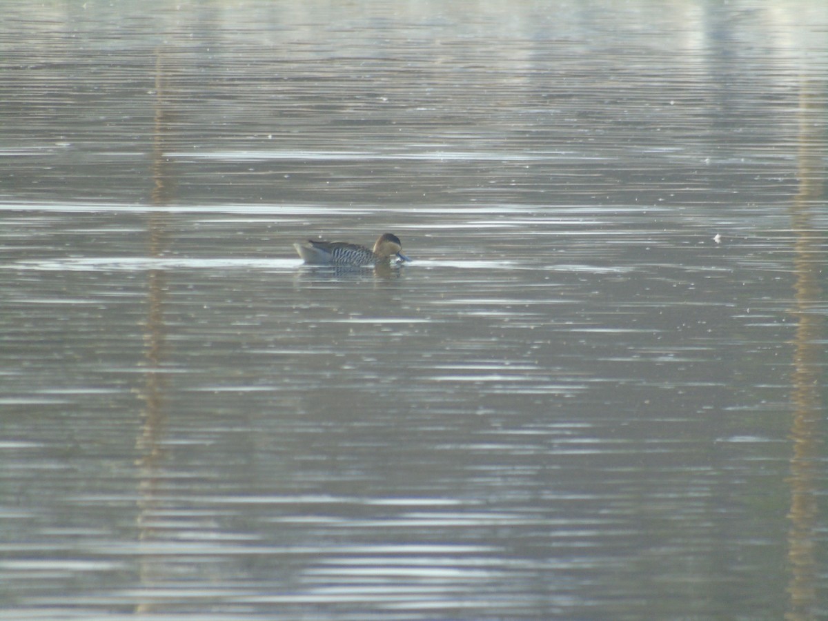 Silver Teal - ML575394781