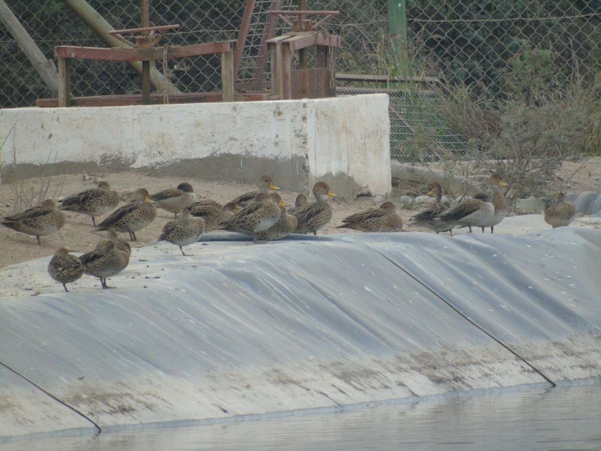 Yellow-billed Pintail - ML575395281