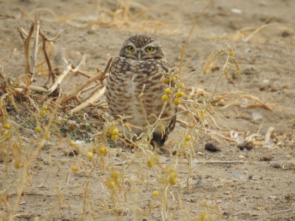 Burrowing Owl - ML575395501