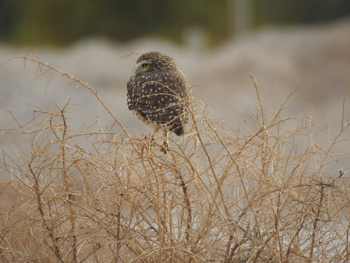 Burrowing Owl - adriana centeno