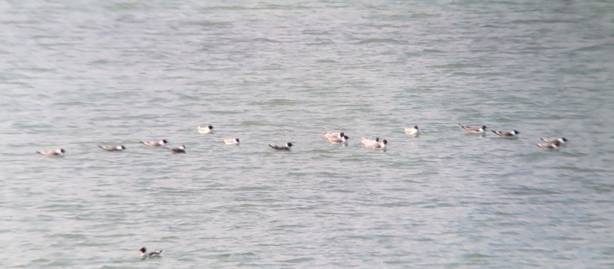 Mouette de Sabine - ML575395551