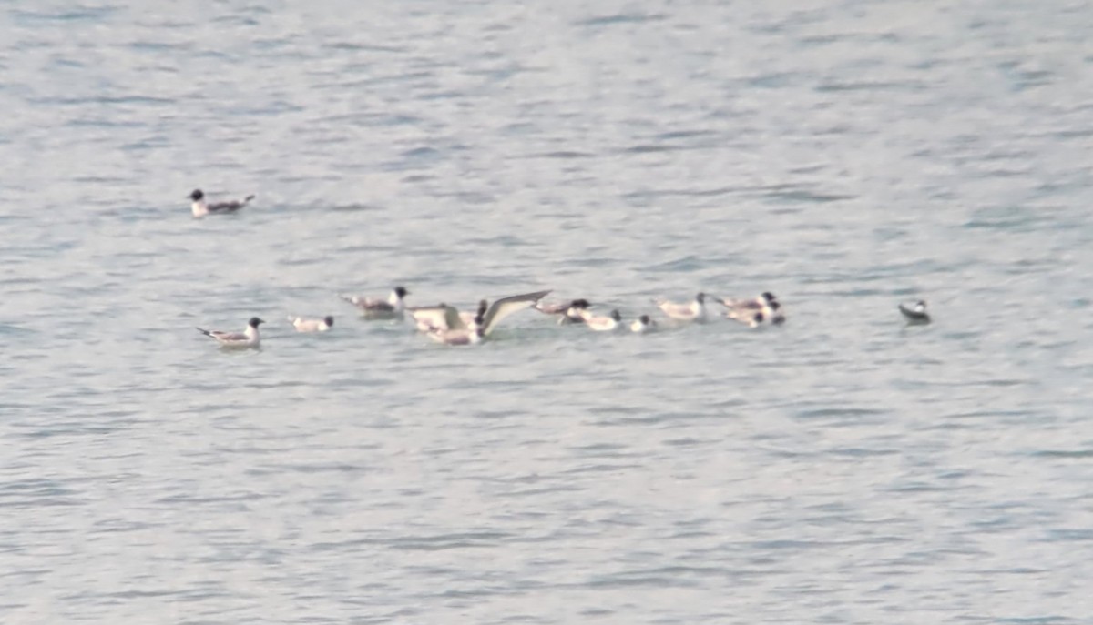 Sabine's Gull - ML575395561