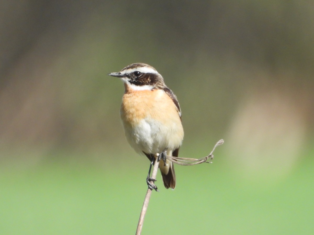 Whinchat - ML575397891