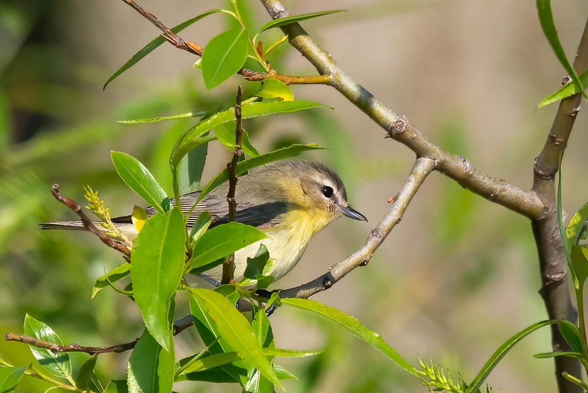 Philadelphia Vireo - ML575399541