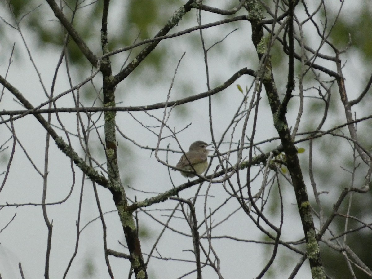 Warbling Vireo - Roberto Macay