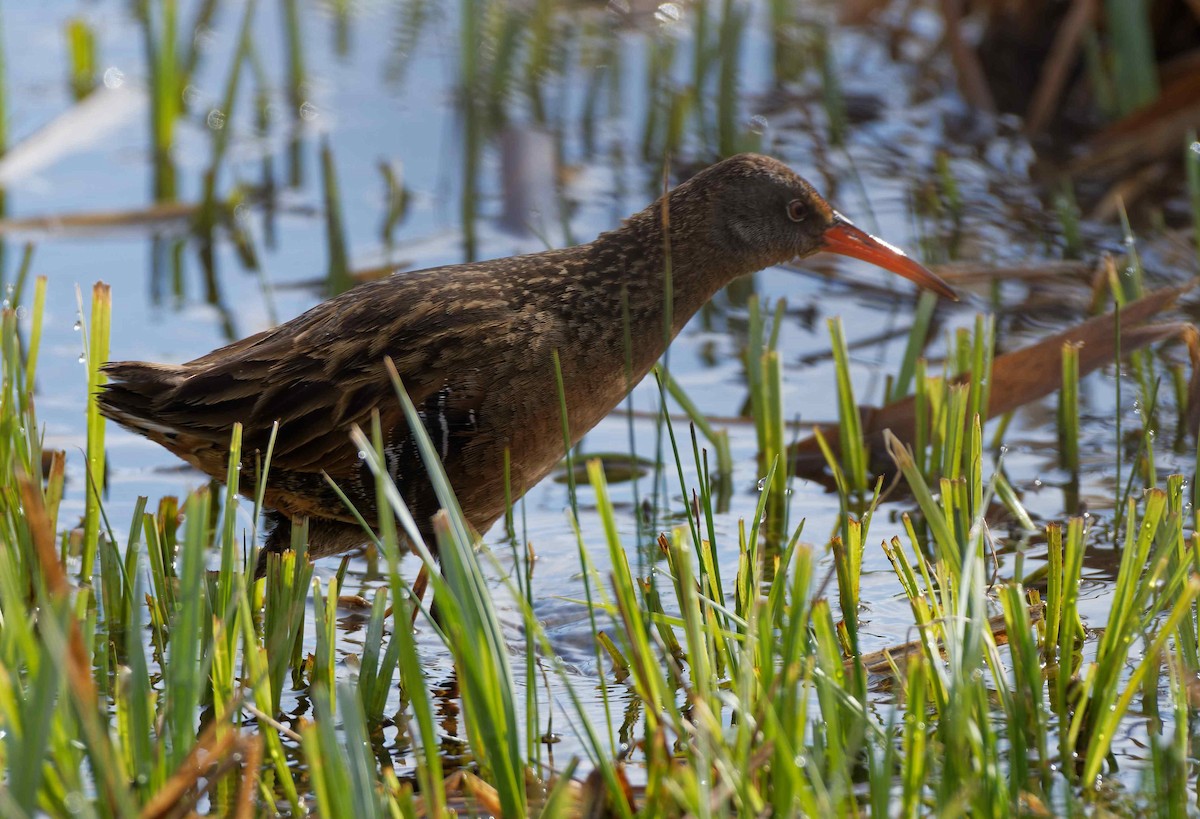 Virginia Rail - ML575401461