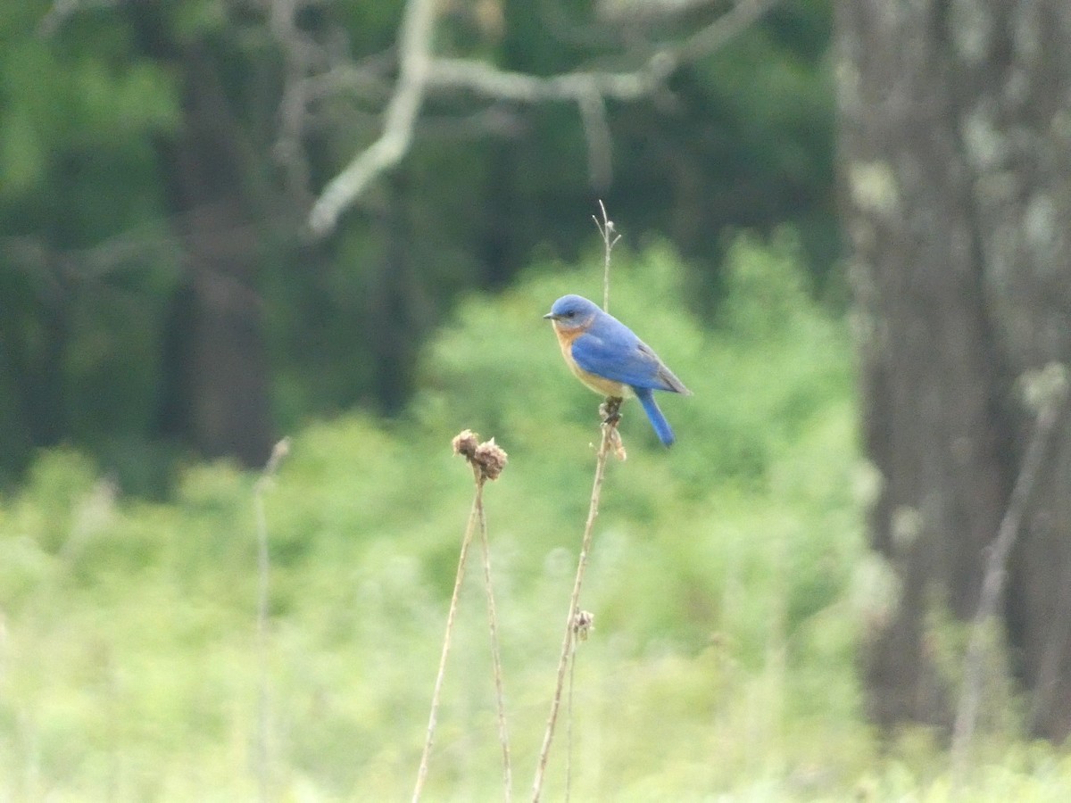 Eastern Bluebird - ML575401501