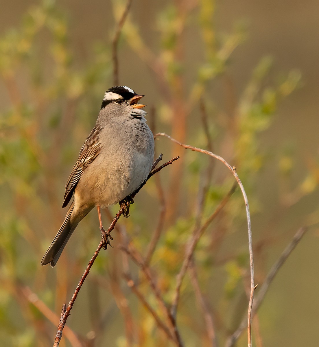 White-crowned Sparrow - Steve Sherman