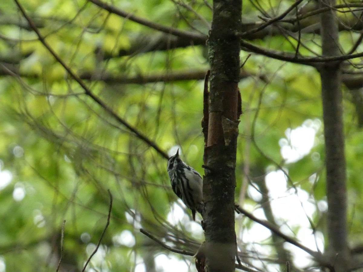 Paruline noir et blanc - ML575402091