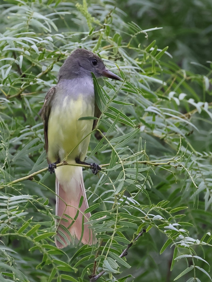 Great Crested Flycatcher - ML575402261