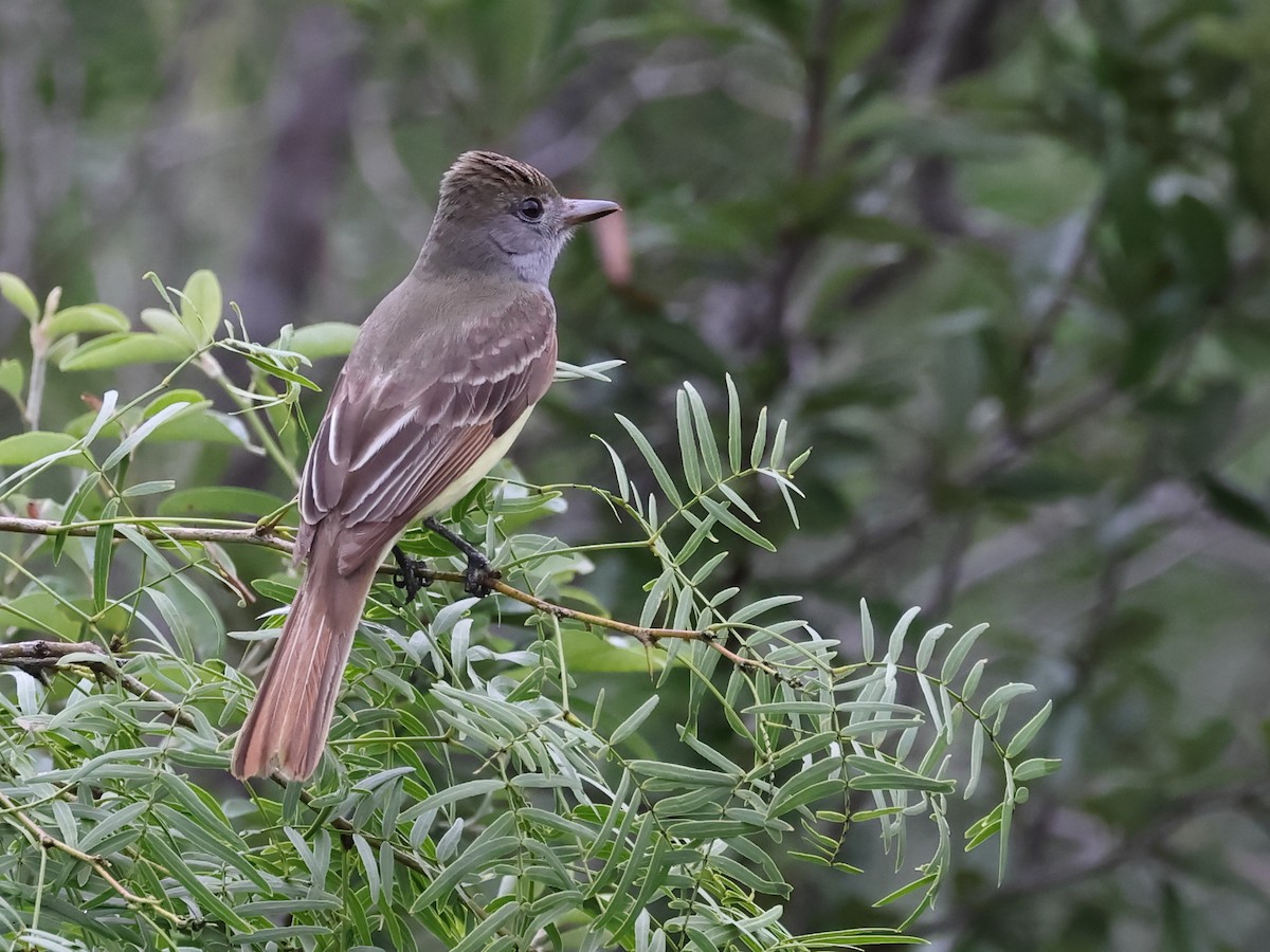 Great Crested Flycatcher - ML575402371