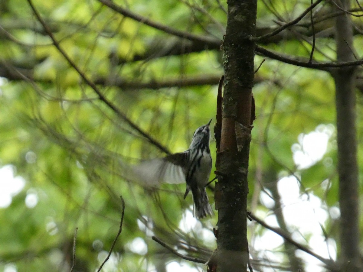 Black-and-white Warbler - Roberto Macay