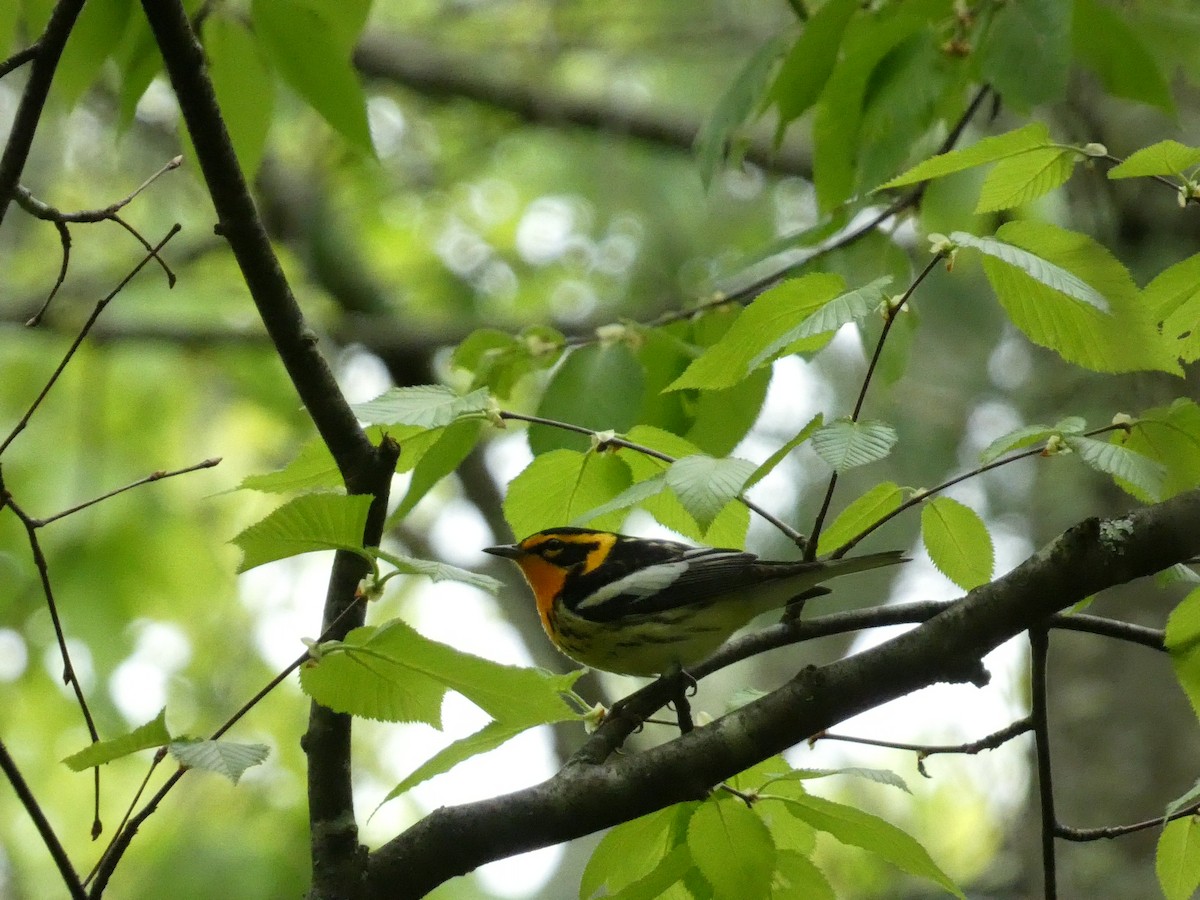 Blackburnian Warbler - ML575402591