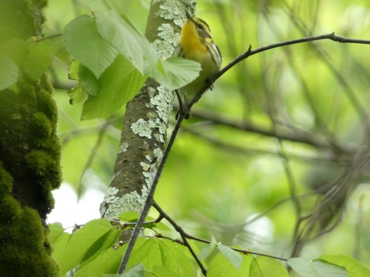 Blackburnian Warbler - ML575402701