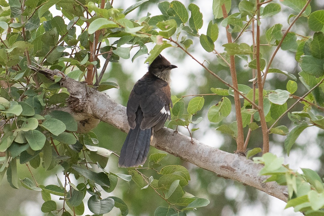 Levaillant's Cuckoo - ML575402741