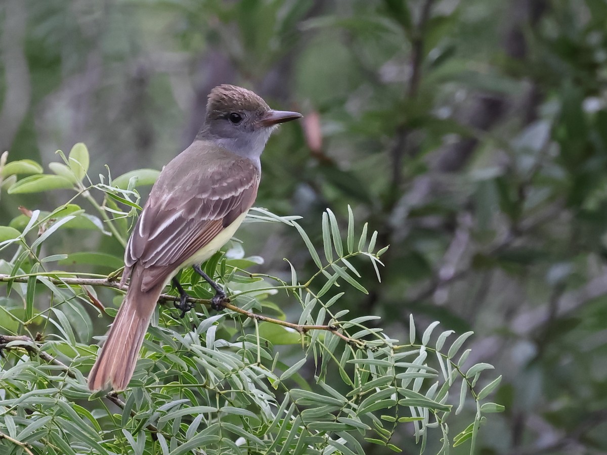 Great Crested Flycatcher - ML575402961