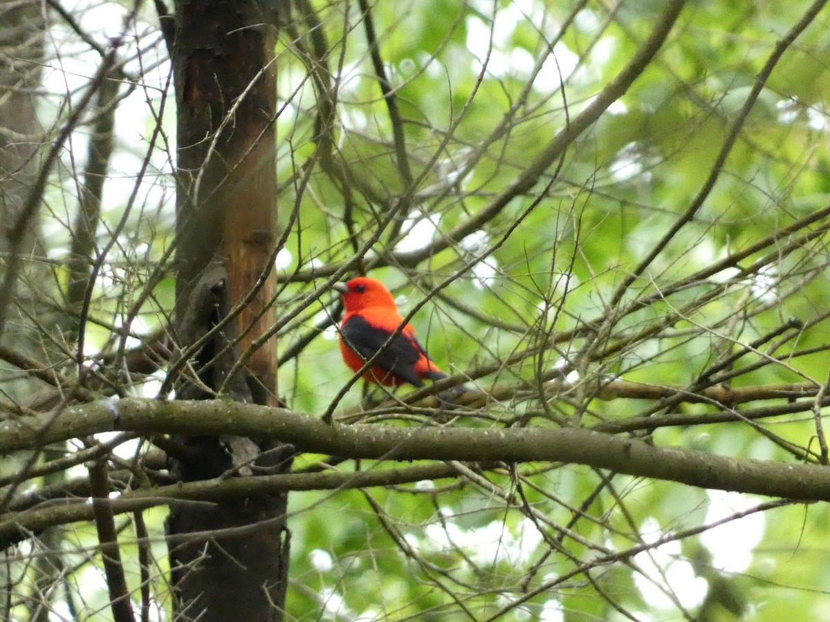 Scarlet Tanager - Roberto Macay