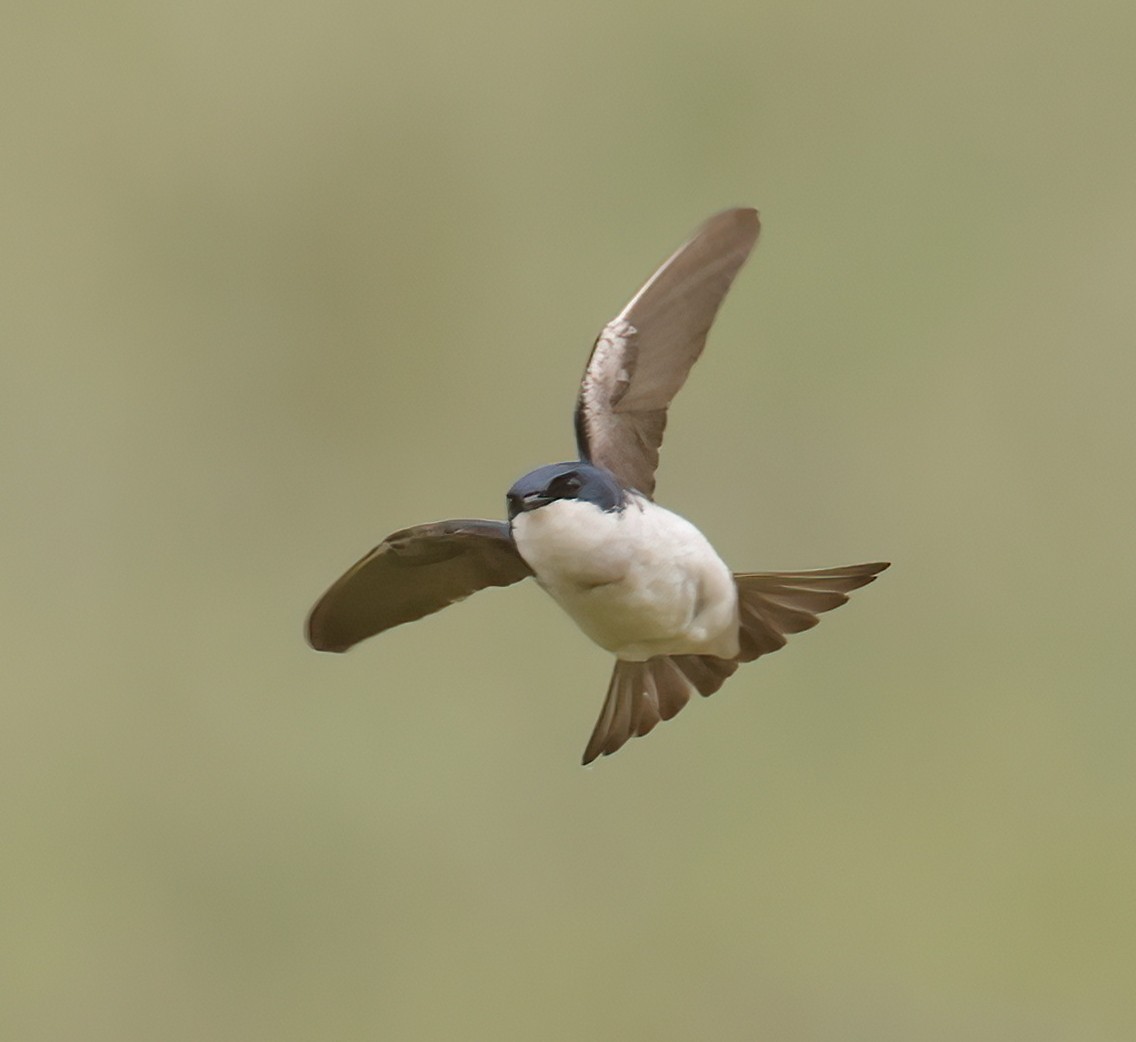 Tree Swallow - ML575403941