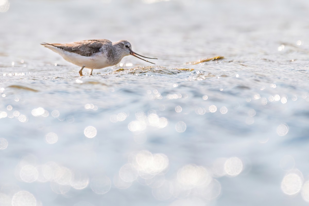 Terek Sandpiper - ML575404021