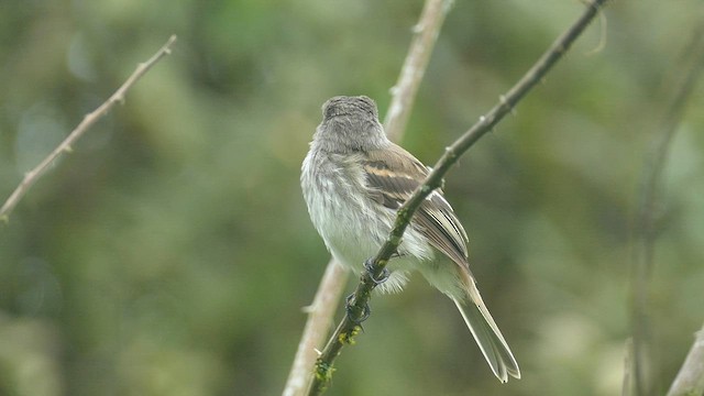 Mouse-gray Flycatcher - ML575404121