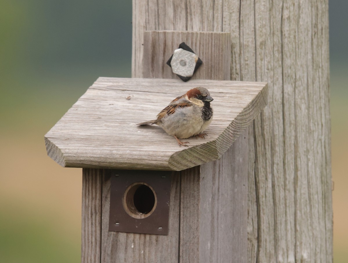 House Sparrow - ML575404191