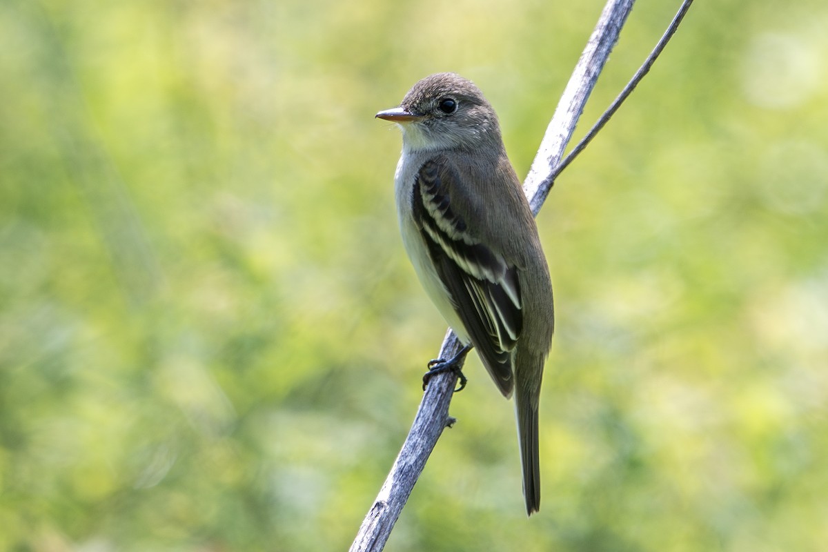 Alder Flycatcher - Vic Laubach