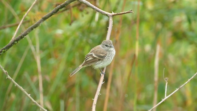 Mouse-gray Flycatcher - ML575404881