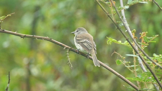 Mouse-gray Flycatcher - ML575404891