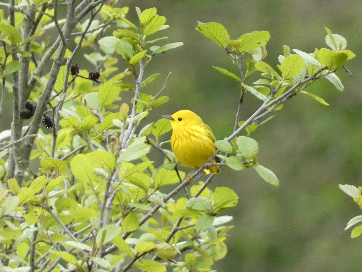 Yellow Warbler - ML575406141