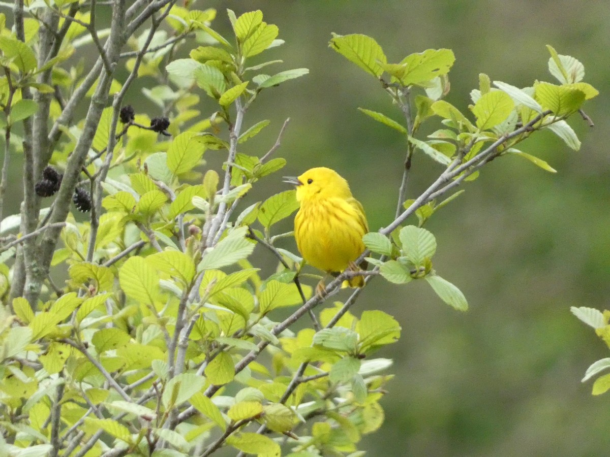 Paruline jaune - ML575406151