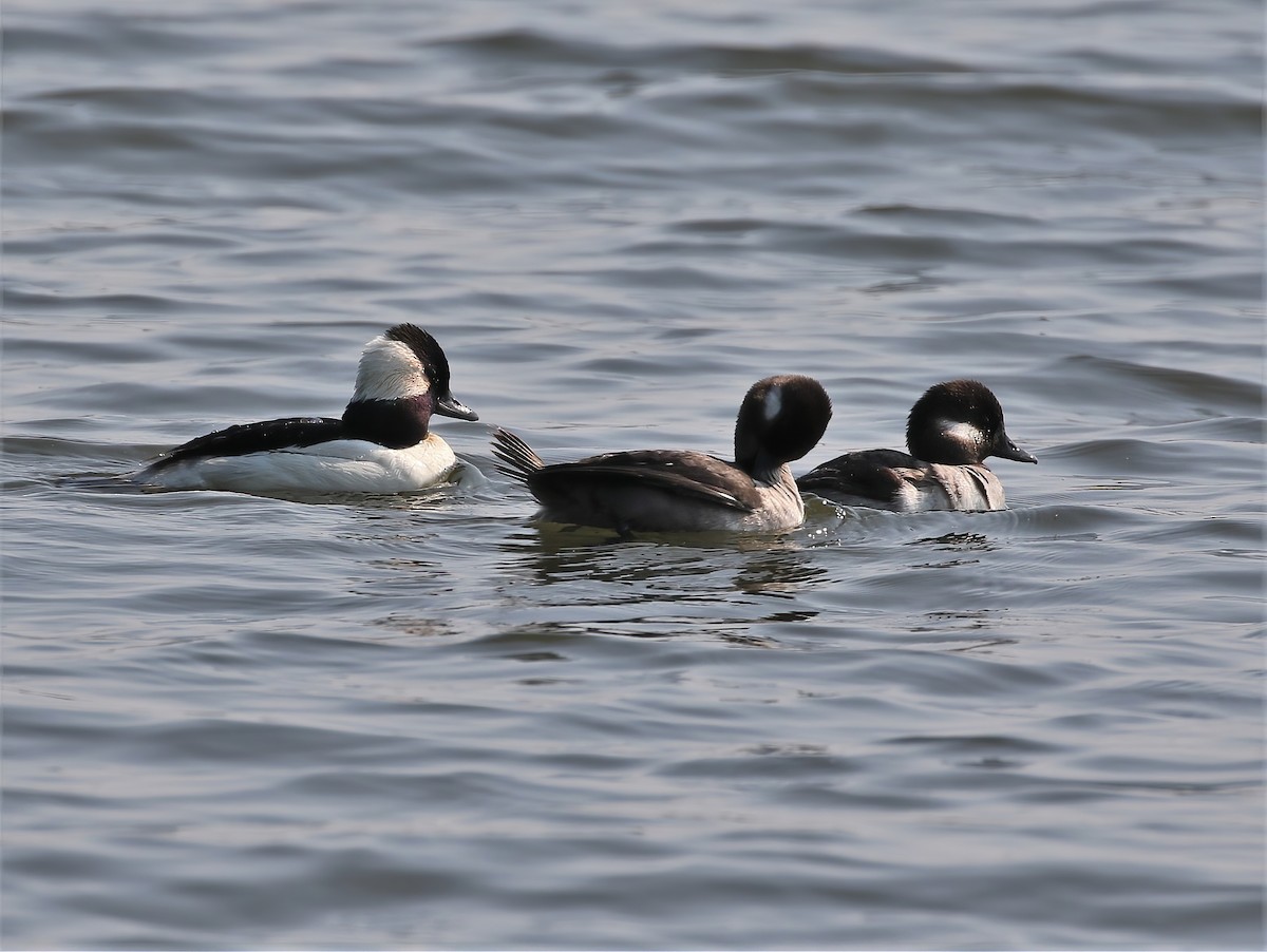 Bufflehead - Evan Pannkuk