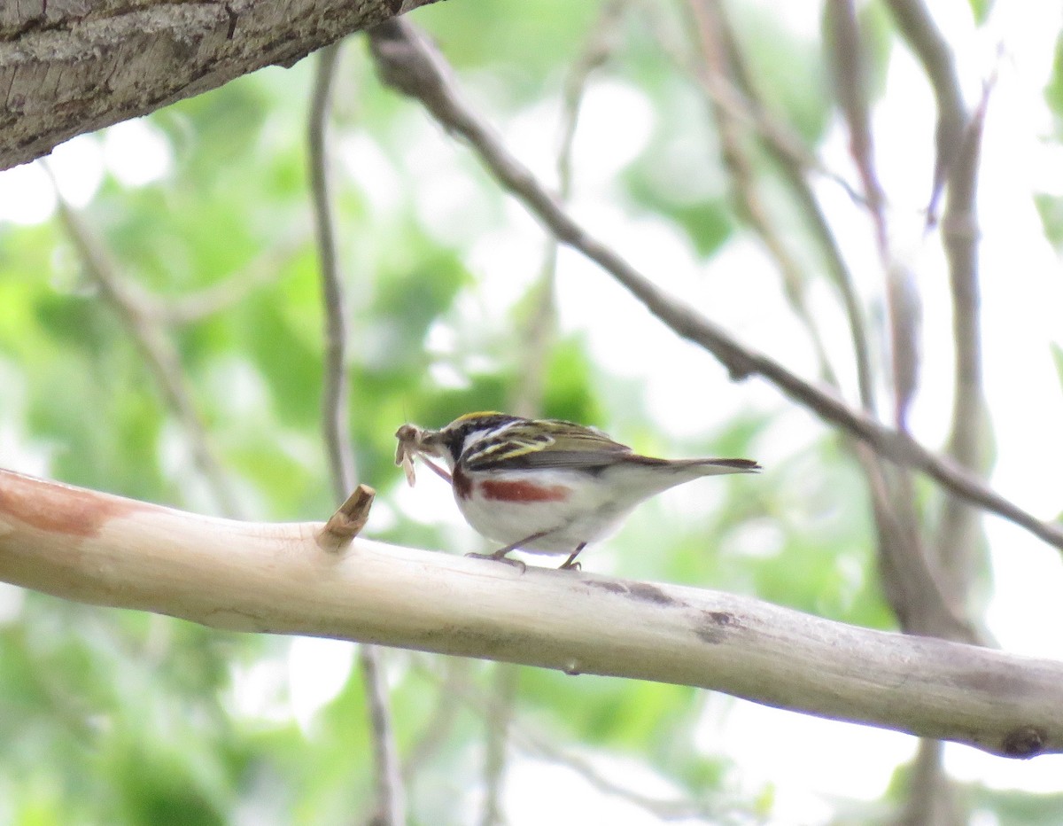 Chestnut-sided Warbler - David Dowell