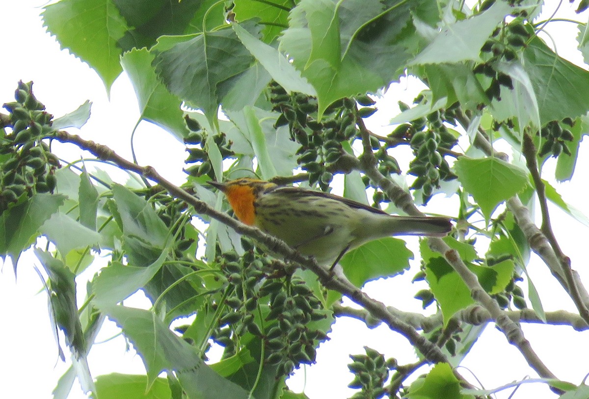 Blackburnian Warbler - ML575407641