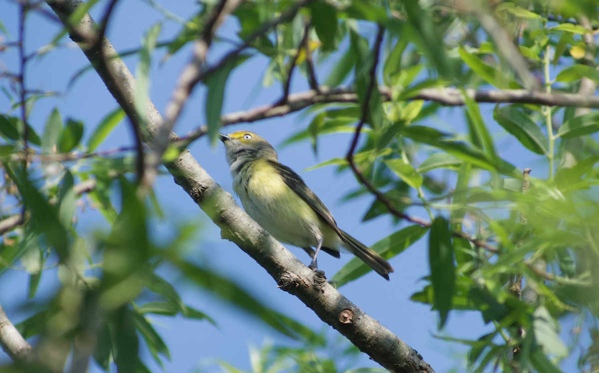 Vireo Ojiblanco - ML575408151