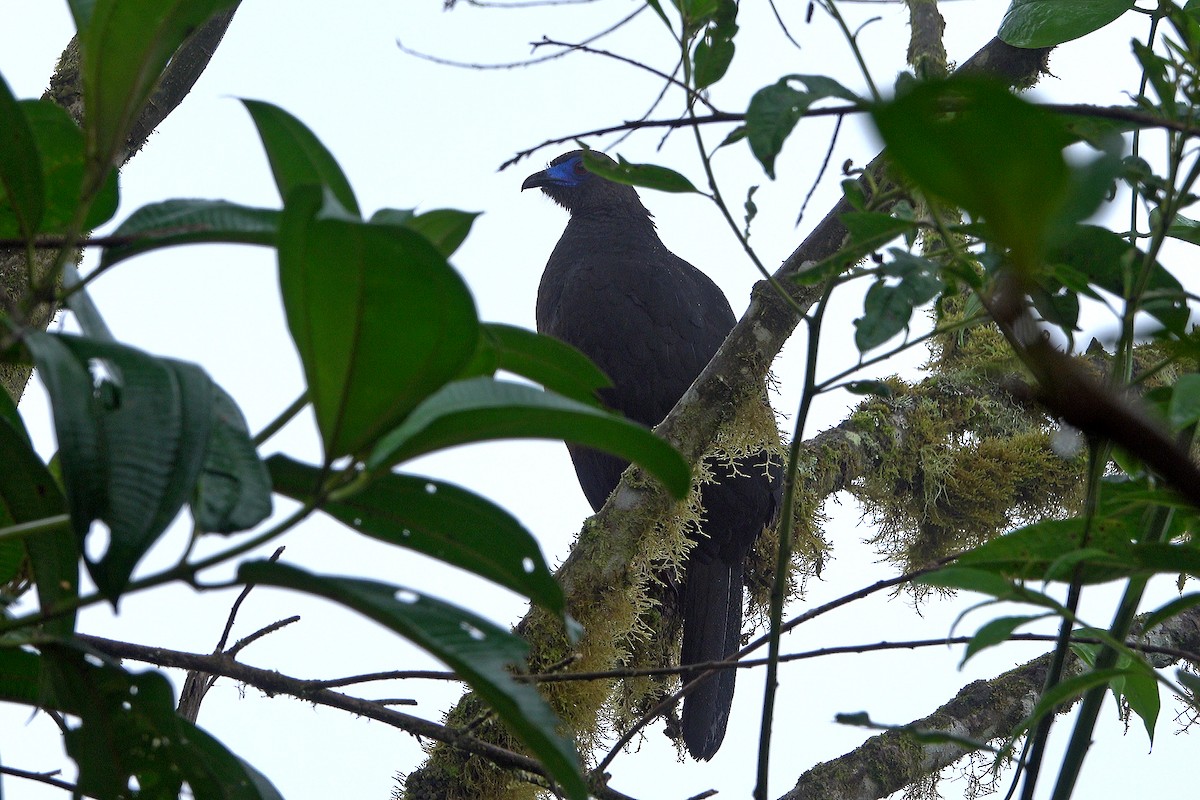 Sickle-winged Guan - ML575408701