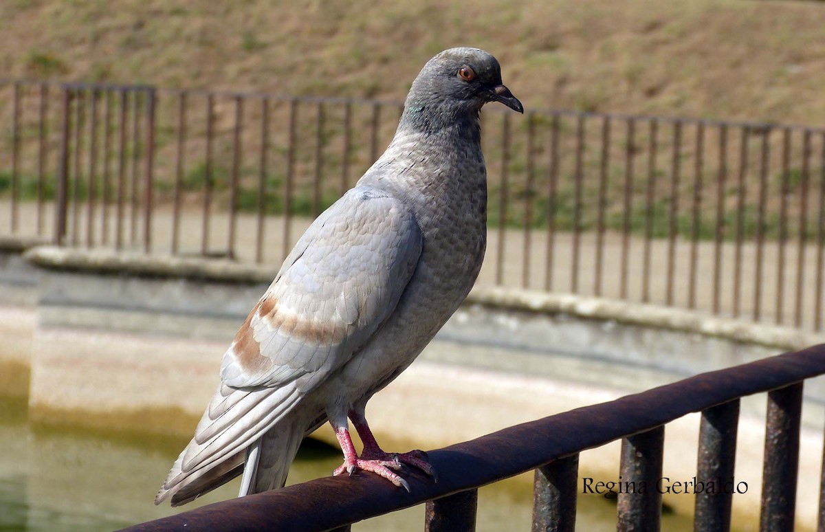 Paloma (Columba) sp. - ML575409221