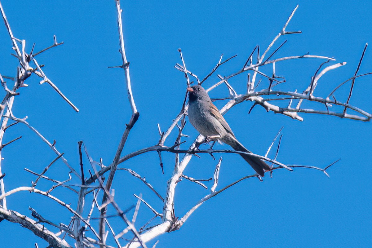 Black-chinned Sparrow - Sam  Eberhard