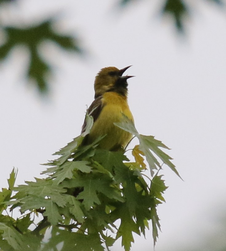 Orchard Oriole - Greg Ward