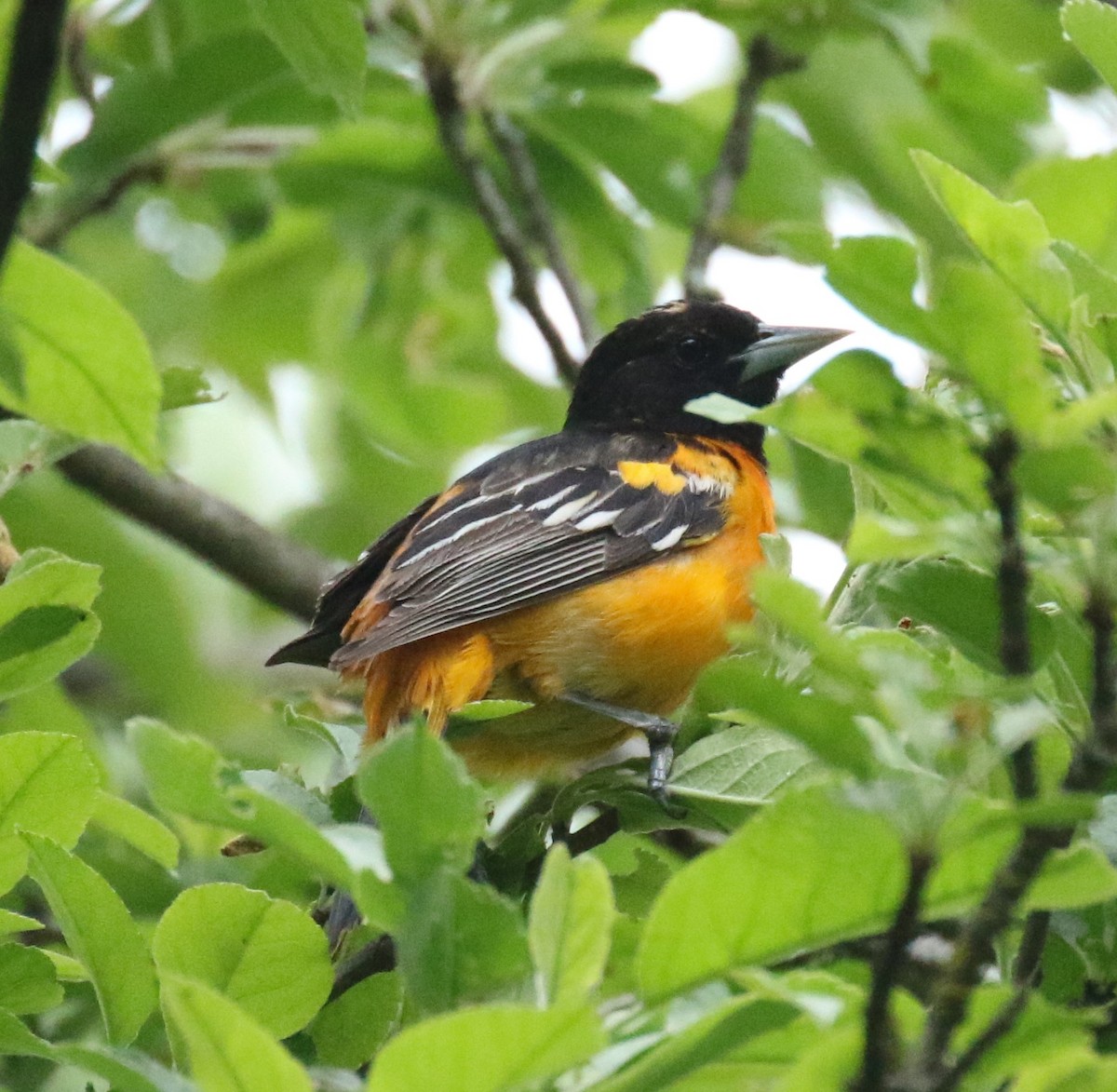 Baltimore Oriole - ML575411501