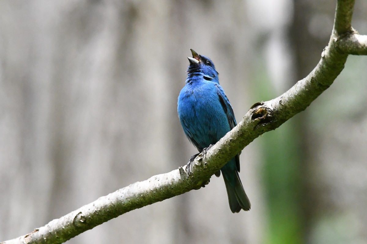 Indigo Bunting - ML575411901