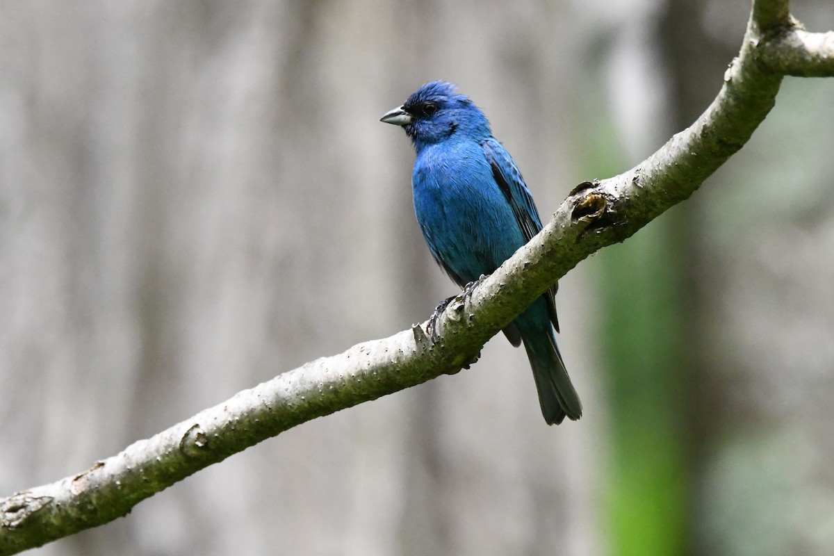 Indigo Bunting - ML575412001