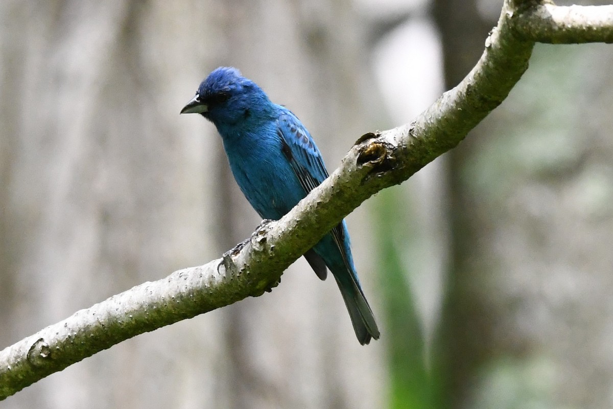 Indigo Bunting - Tim Meester