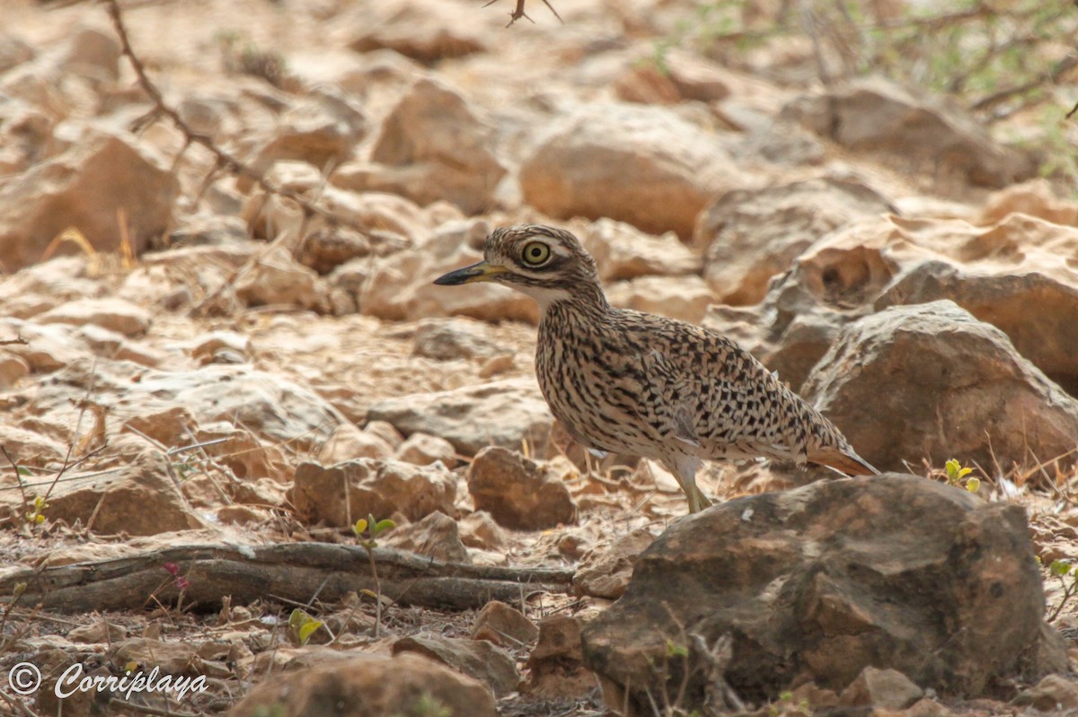 Alcaraván de El Cabo - ML575412821