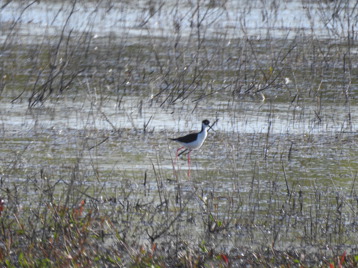 Black-necked Stilt - ML575414271