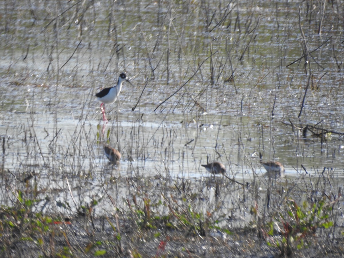 Black-necked Stilt - ML575414281