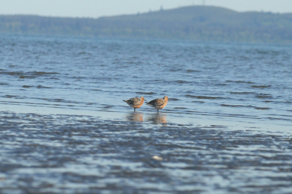 Red Knot - ML575414641