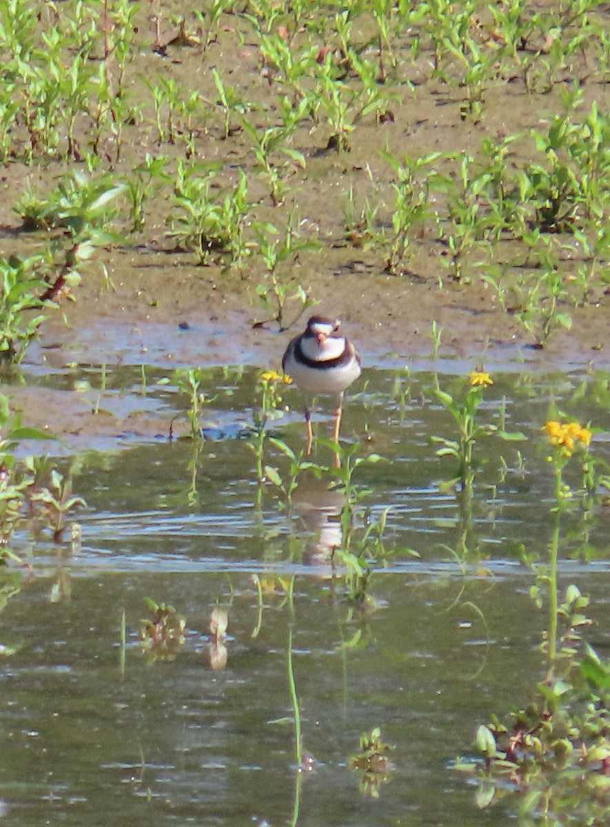 Semipalmated Plover - ML575414981