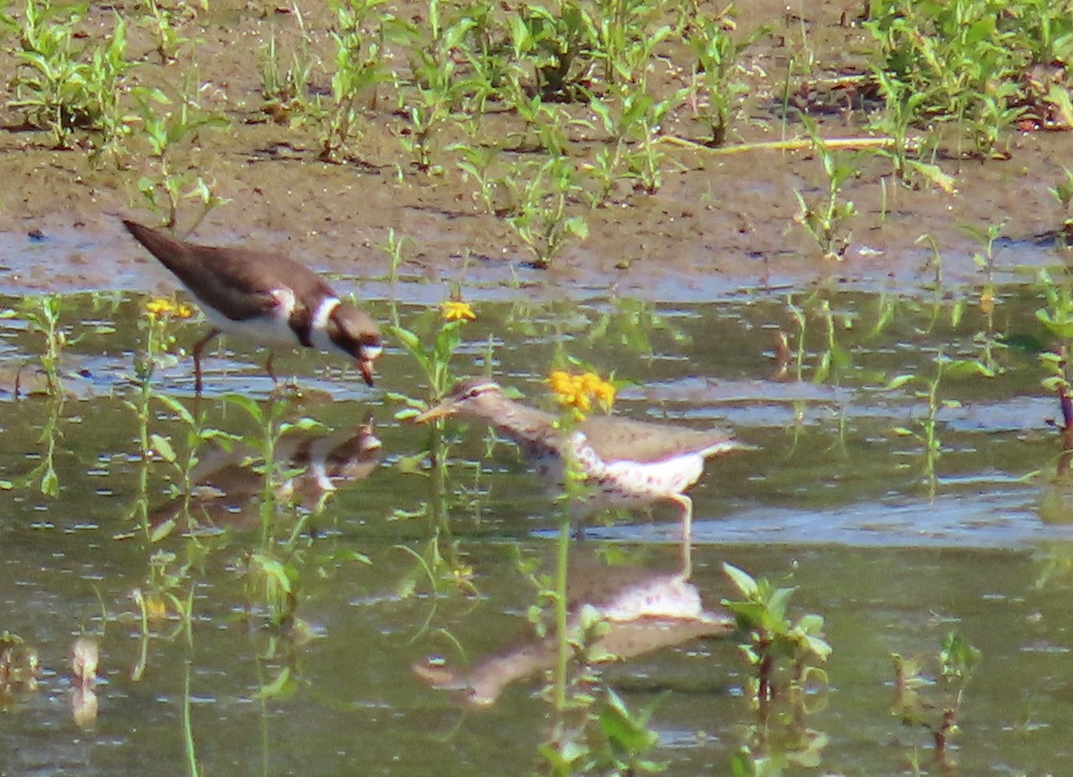 Semipalmated Plover - ML575415051