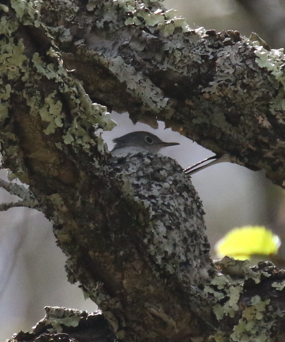 Blue-gray Gnatcatcher (caerulea) - ML575415181